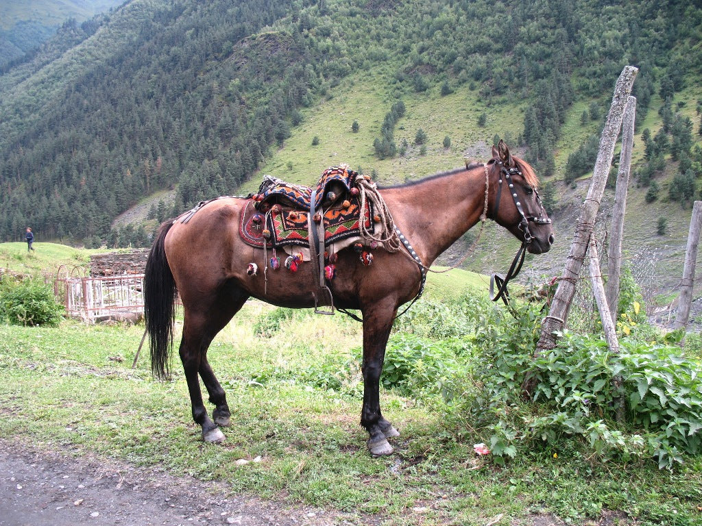 Tushetian Horse Breed Georgia Glossy Poster Picture Photo Print Banner  Booma Prints