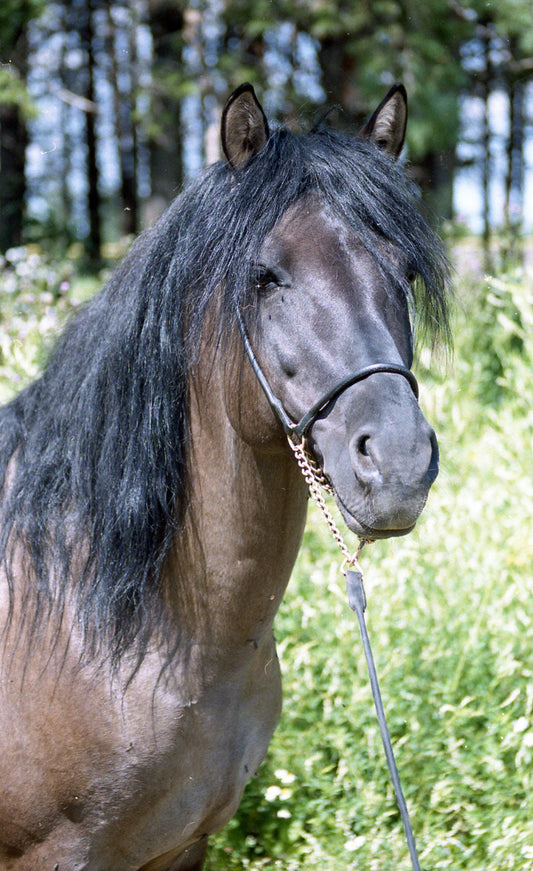 Vyatka Horse Breed Russia Glossy Poster Picture Photo Print Banner  Booma Prints