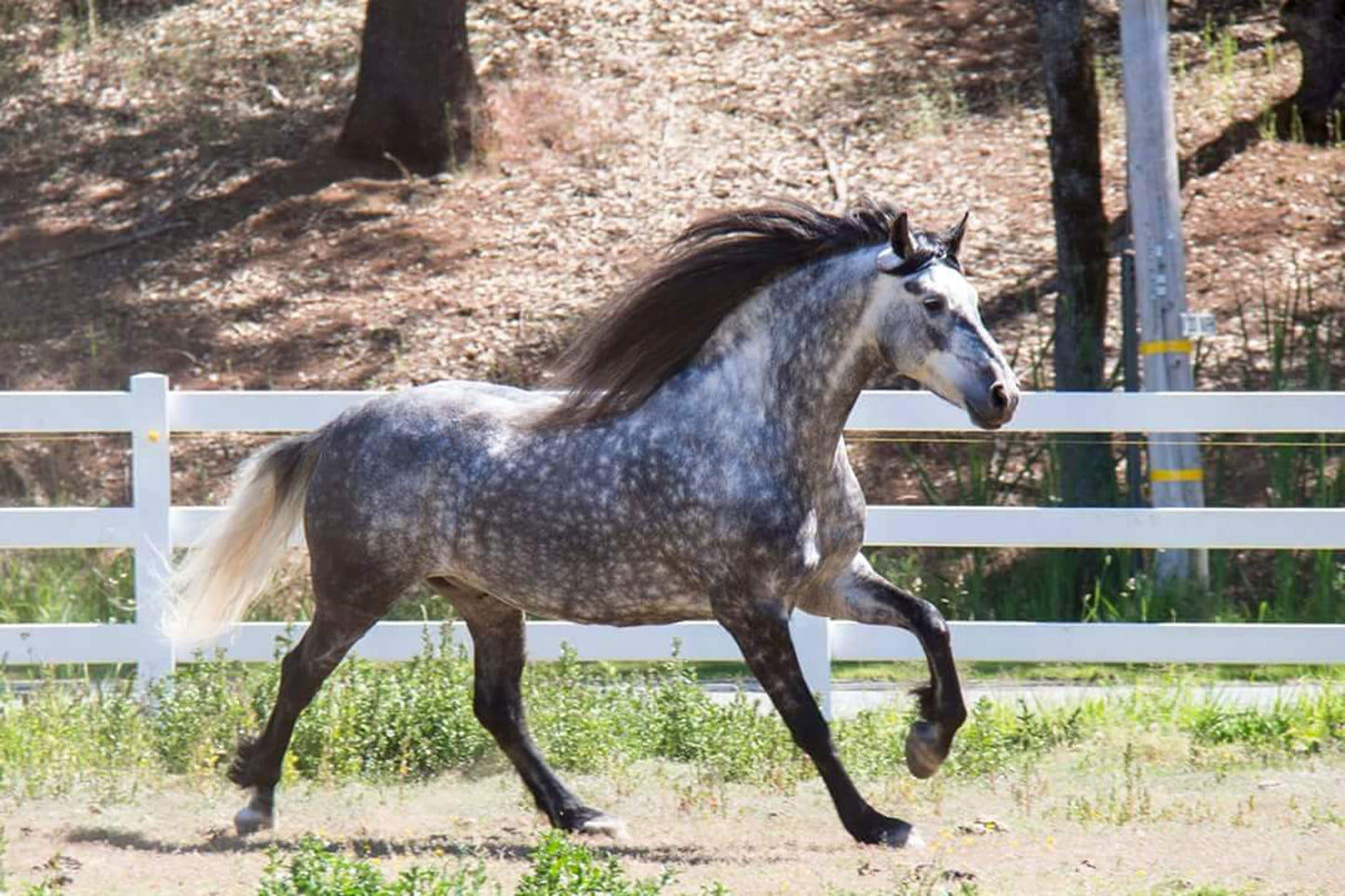 Warlander Horse Breed Baroque Glossy Poster Picture Photo Print Banner  Booma Prints