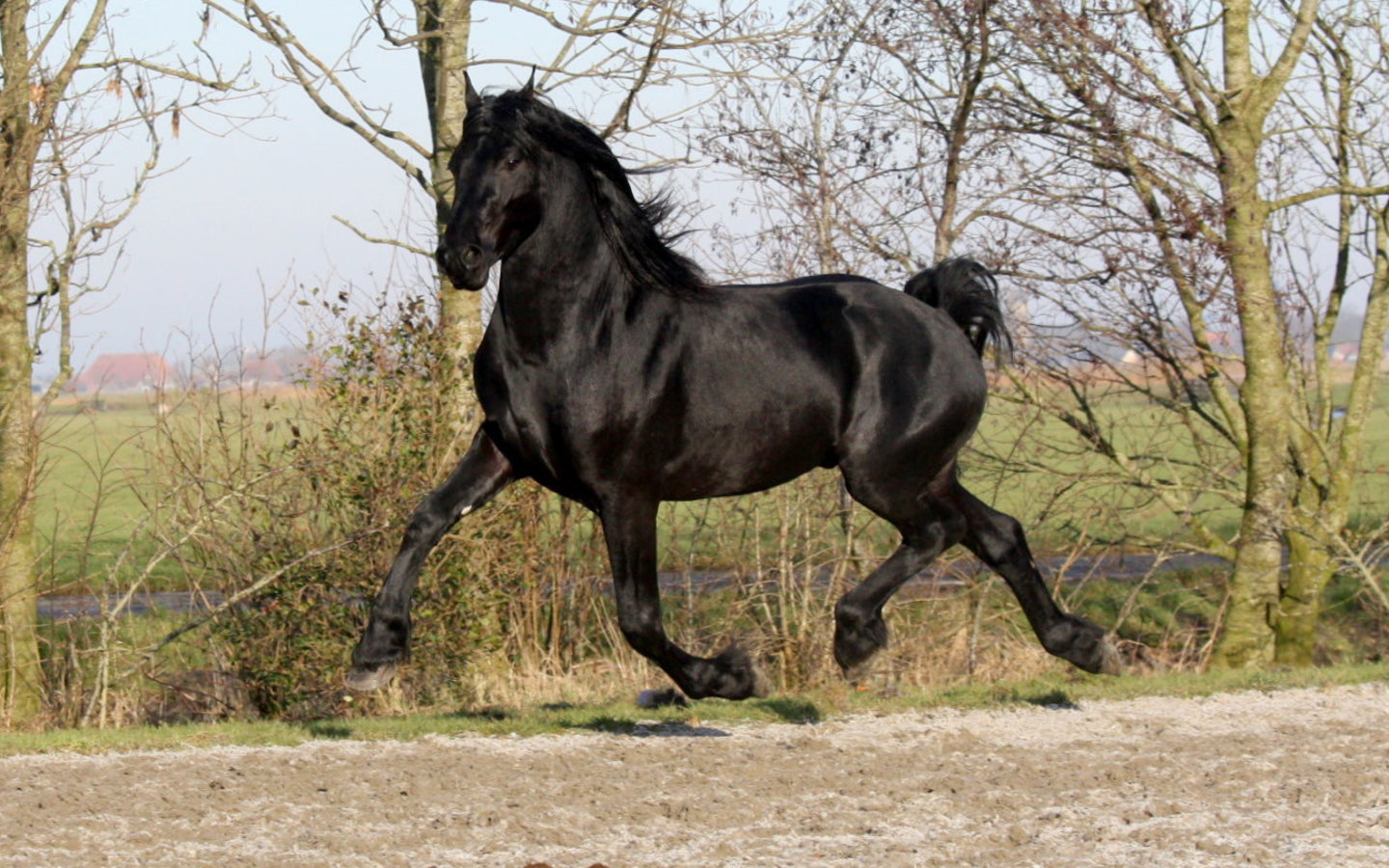 Warlander Horse Breeds Baroque Glossy Poster Picture Photo Print Banner  Booma Prints