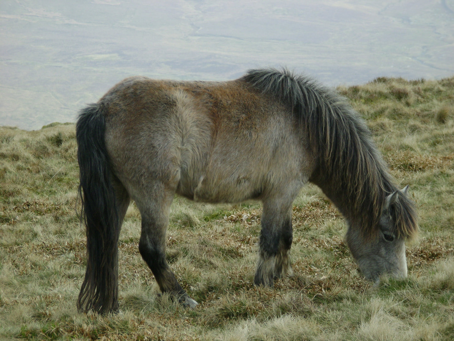 Welsh Wild Pony Glossy Poster Picture Photo Print Banner  Booma Prints