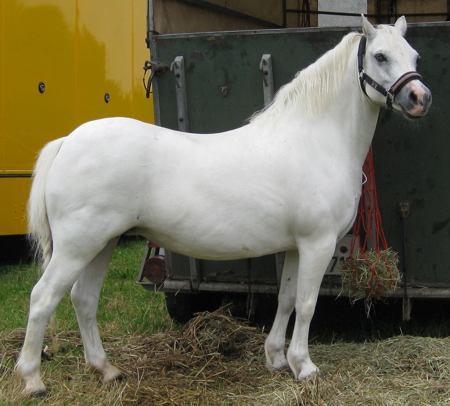 White Welsh Pony Glossy Poster Picture Photo Print Banner  Booma Prints