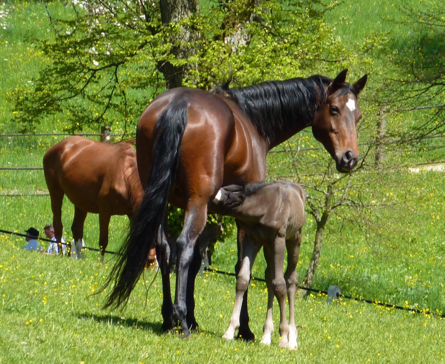 Wurtttemberger Horse Germany Glossy Poster Picture Photo Print Banner  Booma Prints