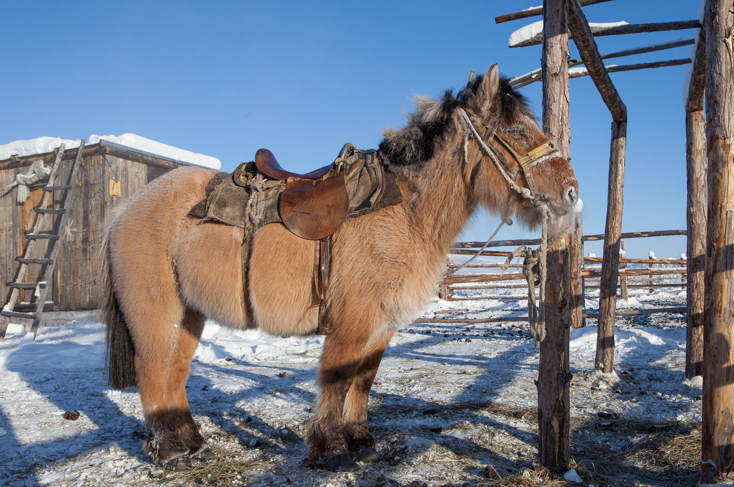 Yakutian Horse Siberia Glossy Poster Picture Photo Print Banner  Booma Prints