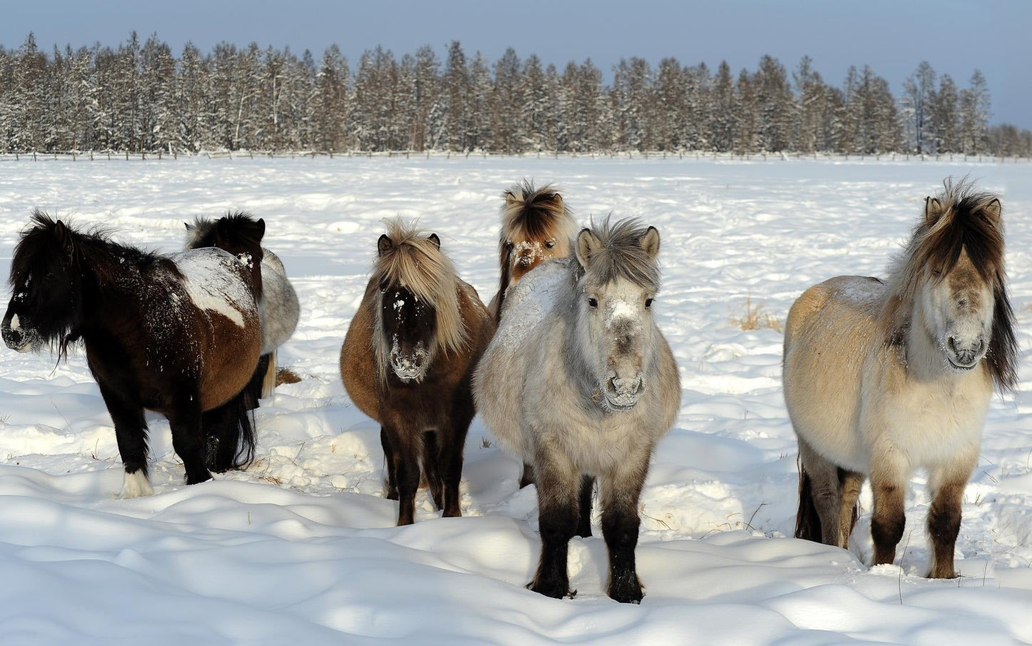Zakynthos Horse Breed Greece Glossy Poster Picture Photo Print Banner  Booma Prints