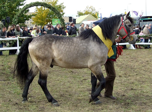 Zweibrucker Horse Breed Germany Glossy Poster Picture Photo Print Banner  Booma Prints