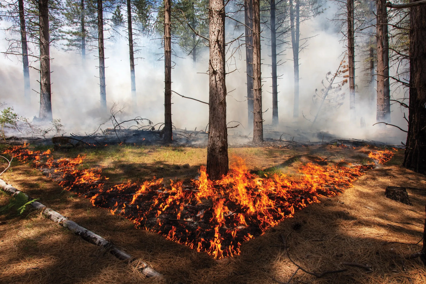 California Wildfires 2025 Tree Burning Poster Picture Photo Print Banner  Booma Prints