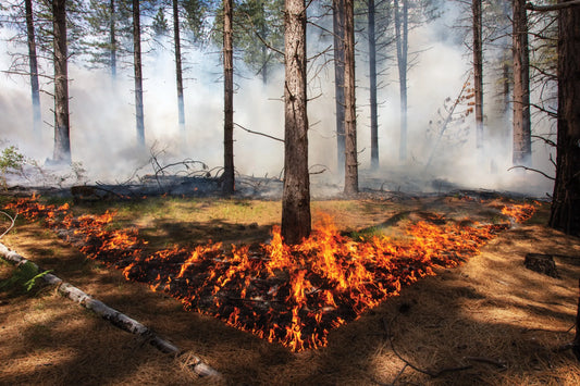 California Wildfires 2025 Tree Burning Poster Picture Photo Print Banner  Booma Prints