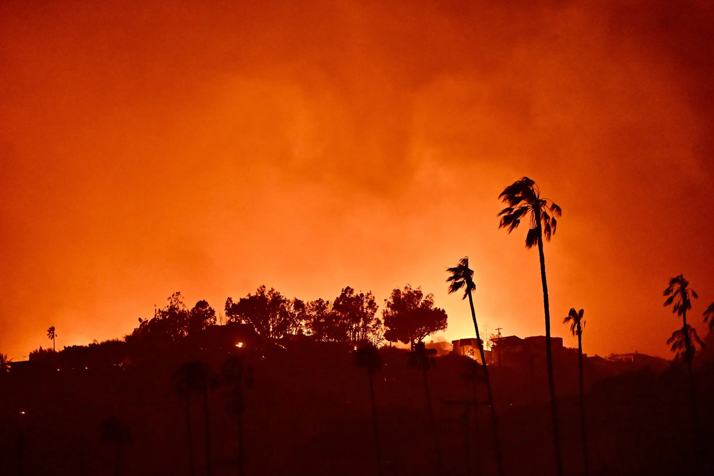 California Wildfires 2025 Palm Trees Poster Picture Photo Print Banner  Booma Prints