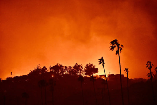 California Wildfires 2025 Palm Trees Poster Picture Photo Print Banner  Booma Prints