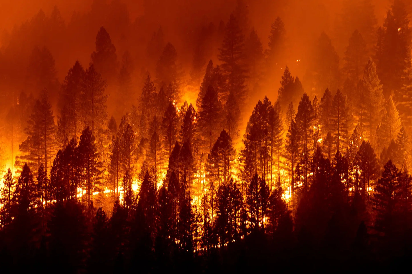 California Wildfires 2025 Forest Poster Picture Photo Print Banner  Booma Prints