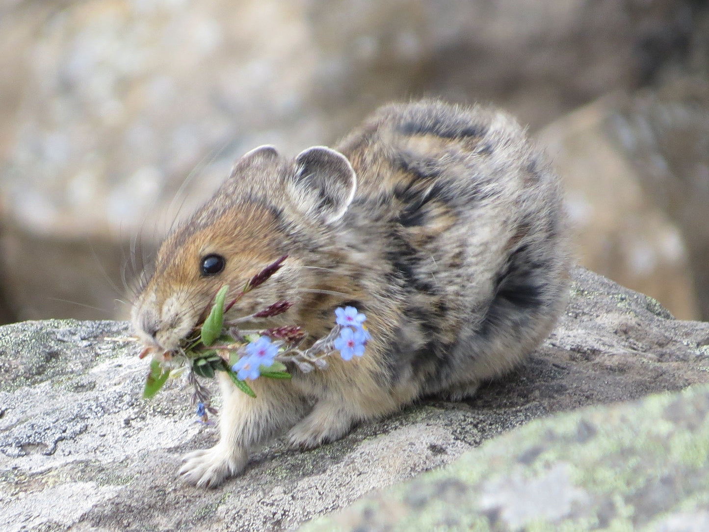 American Pika Rodent Animal Glossy Poster Picture Photo Print Banner  Booma Prints