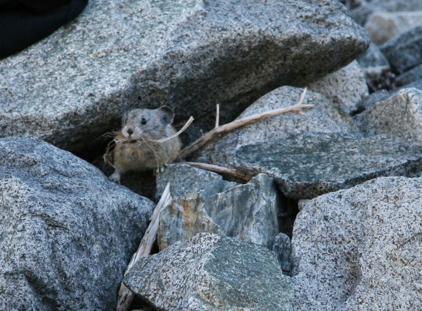 American Pika In Rocks Glossy Poster Picture Photo Print Banner  Booma Prints