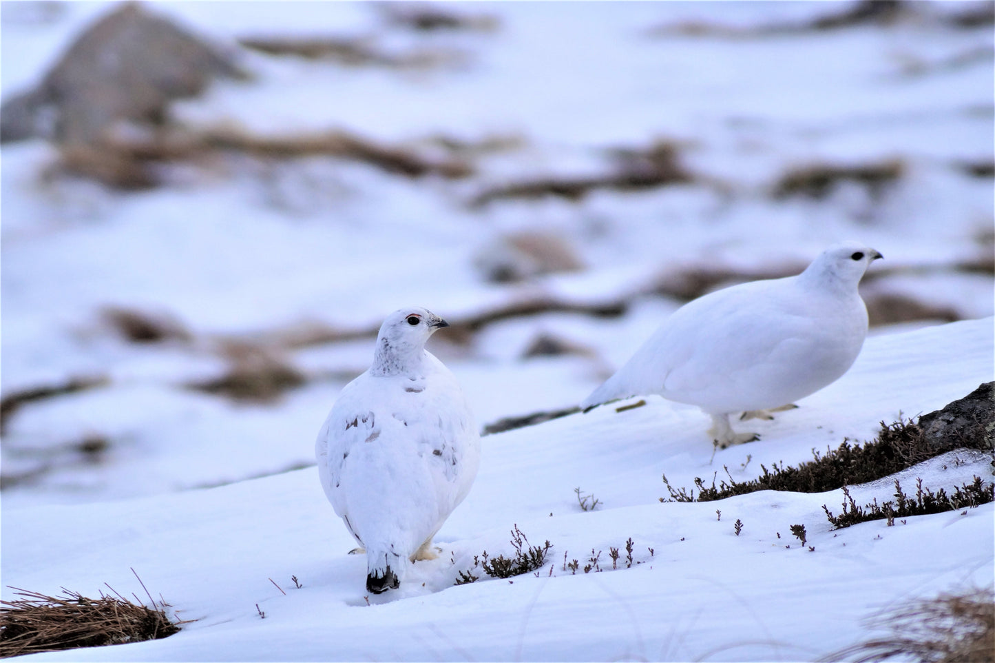 Rock Ptarmigan In Winter Glossy Poster Picture Photo Print Banner  Booma Prints