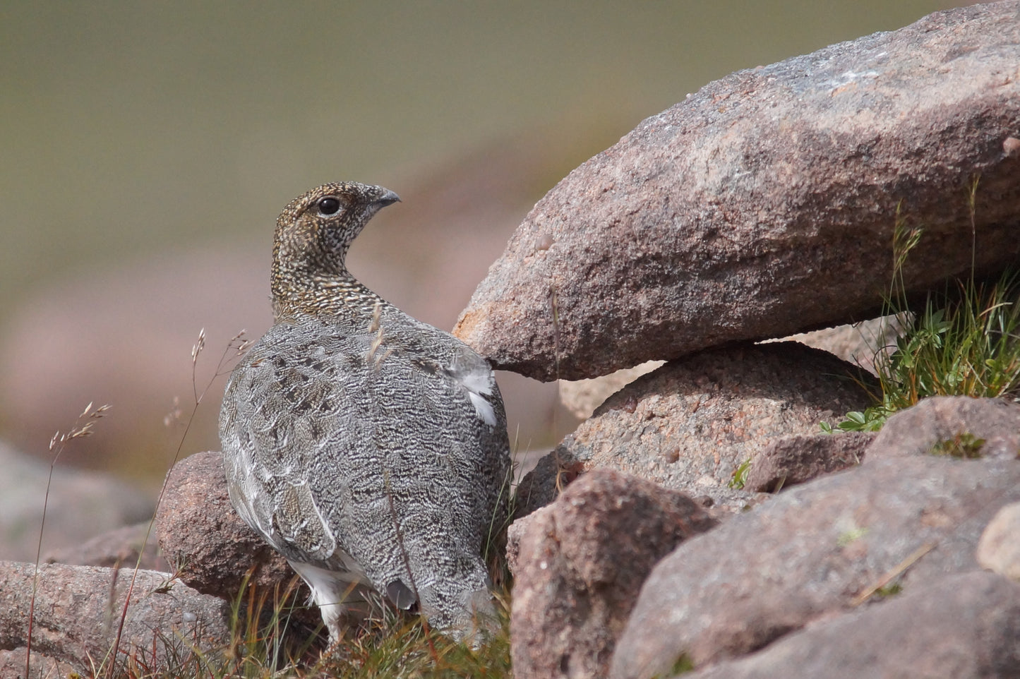 Rock Ptarmigan Bird Glossy Poster Picture Photo Print Banner  Booma Prints