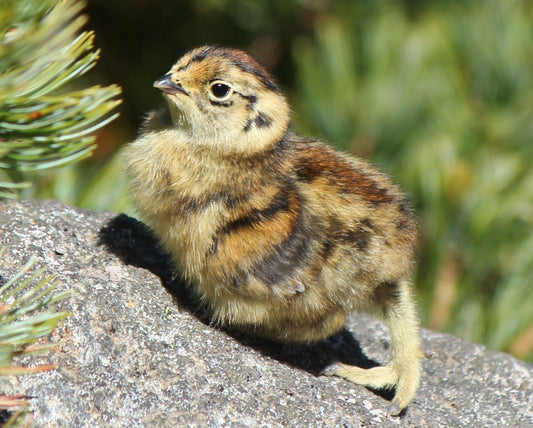 Rock Ptarmigan Grouse Glossy Poster Picture Photo Print Banner  Booma Prints