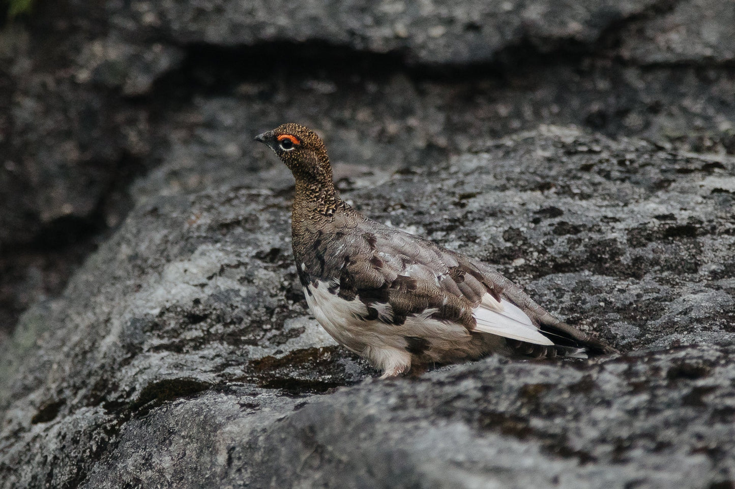 Rock Ptarmigan Game Bird Glossy Poster Picture Photo Print Banner  Booma Prints