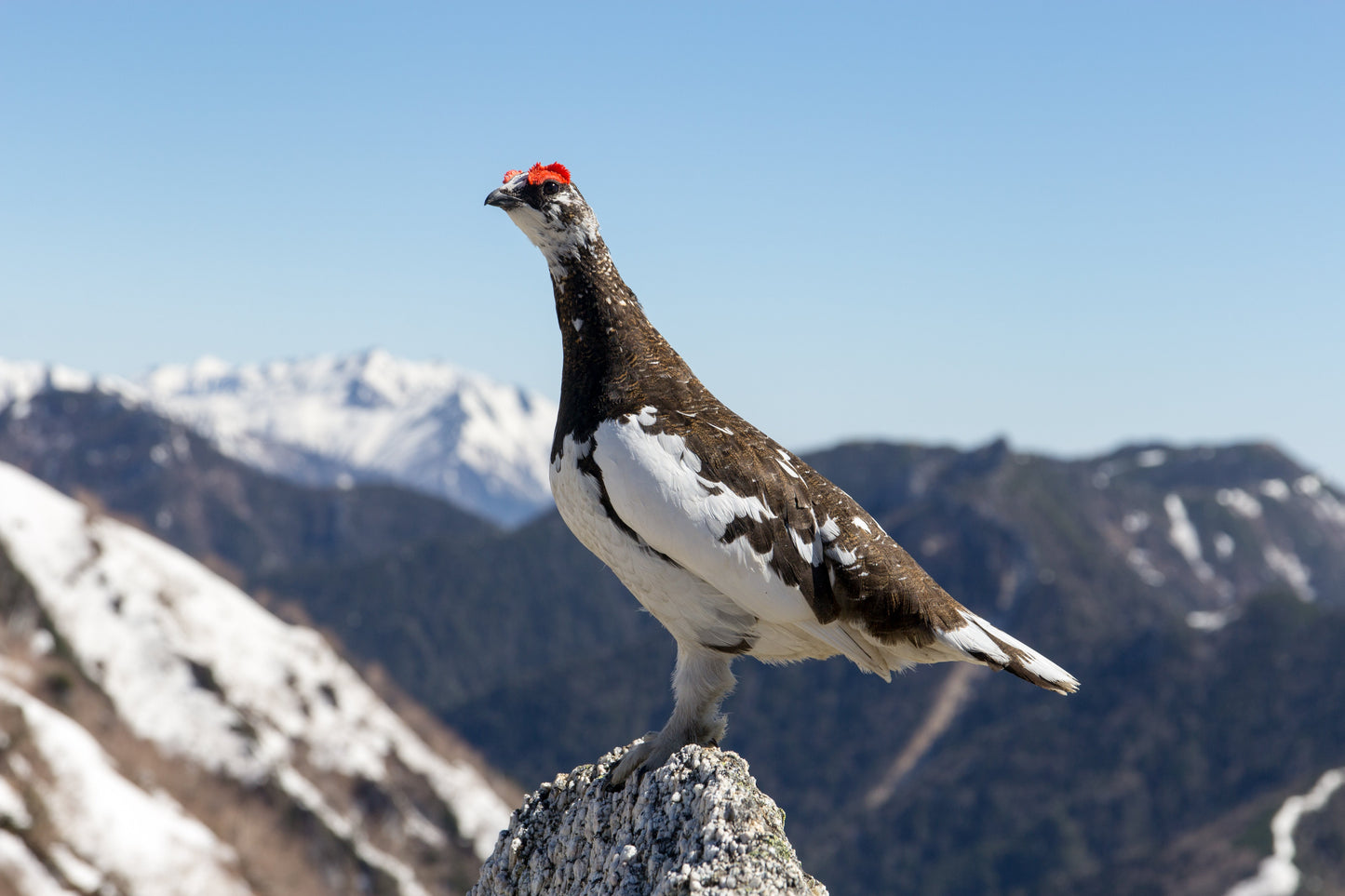 Rock Ptarmigan Mountain Bird Glossy Poster Picture Photo Print Banner  Booma Prints