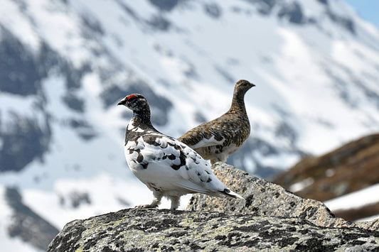 Rock Ptarmigans Grouse Birds Glossy Poster Picture Photo Print Banner  Booma Prints
