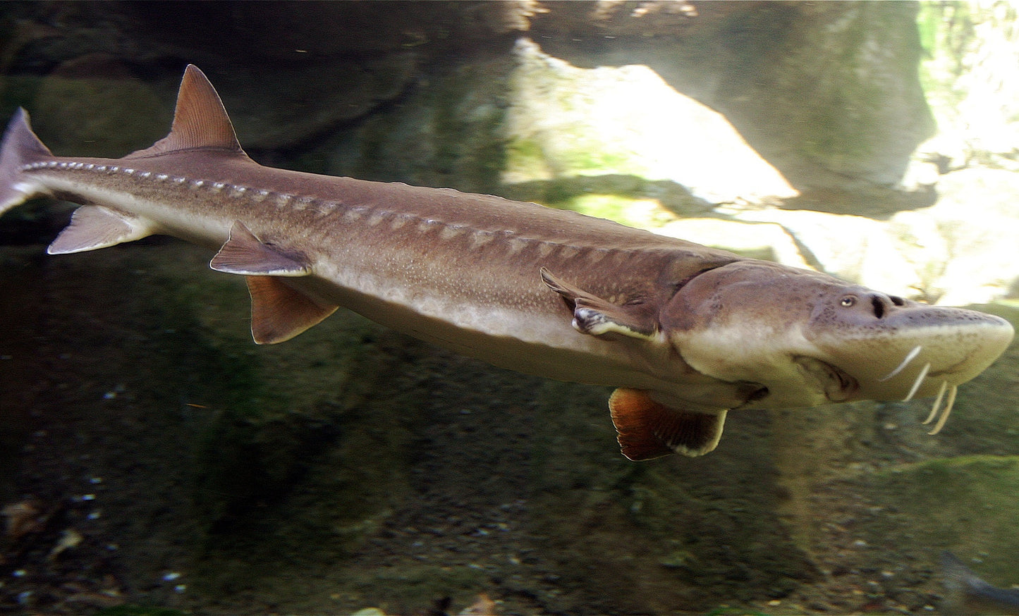 Sturgeon Fish Glossy Poster Picture Photo Print Banner  Booma Prints