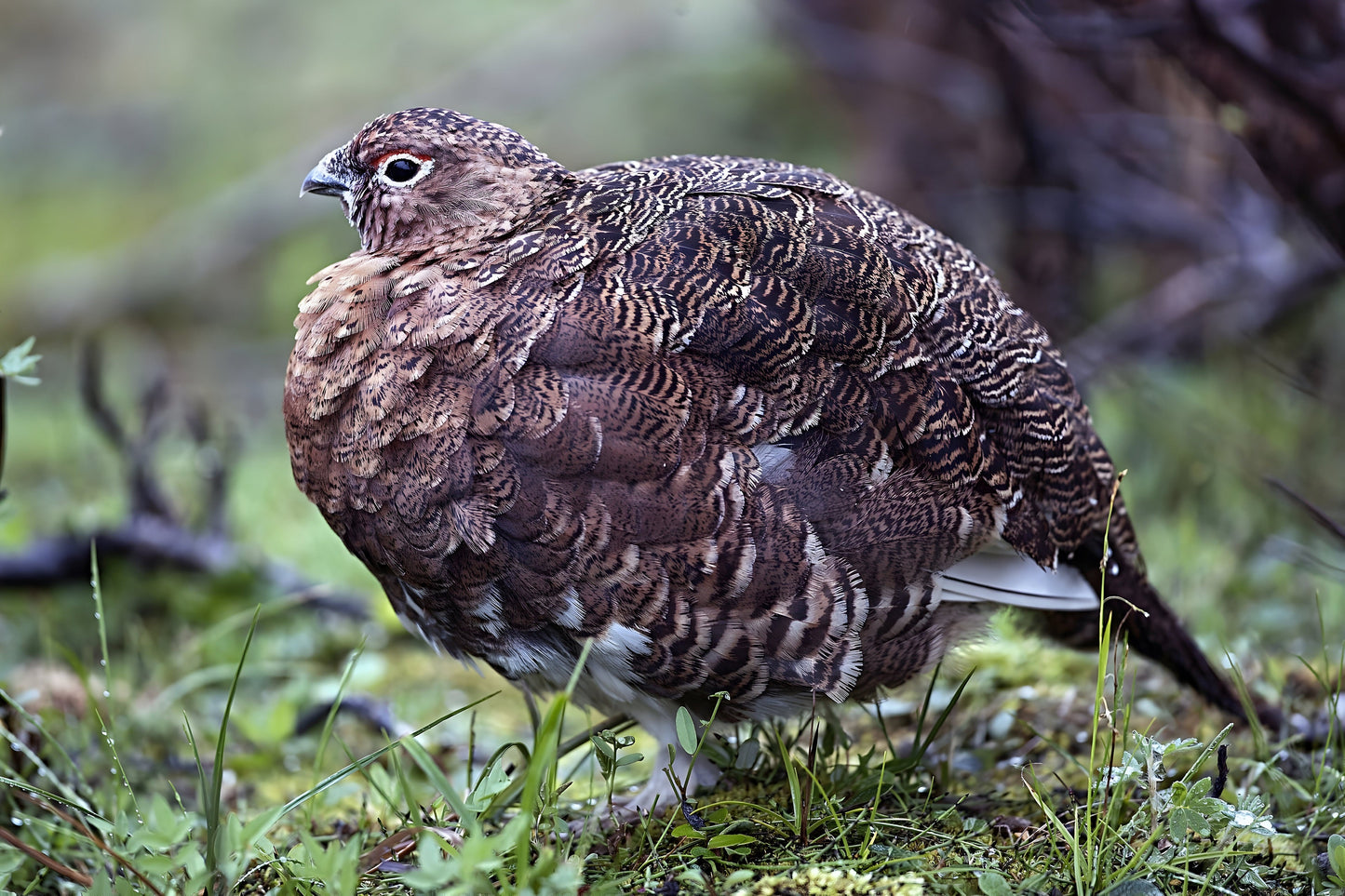 Willow Ptarmigan Bird Glossy Poster Picture Photo Print Banner  Booma Prints