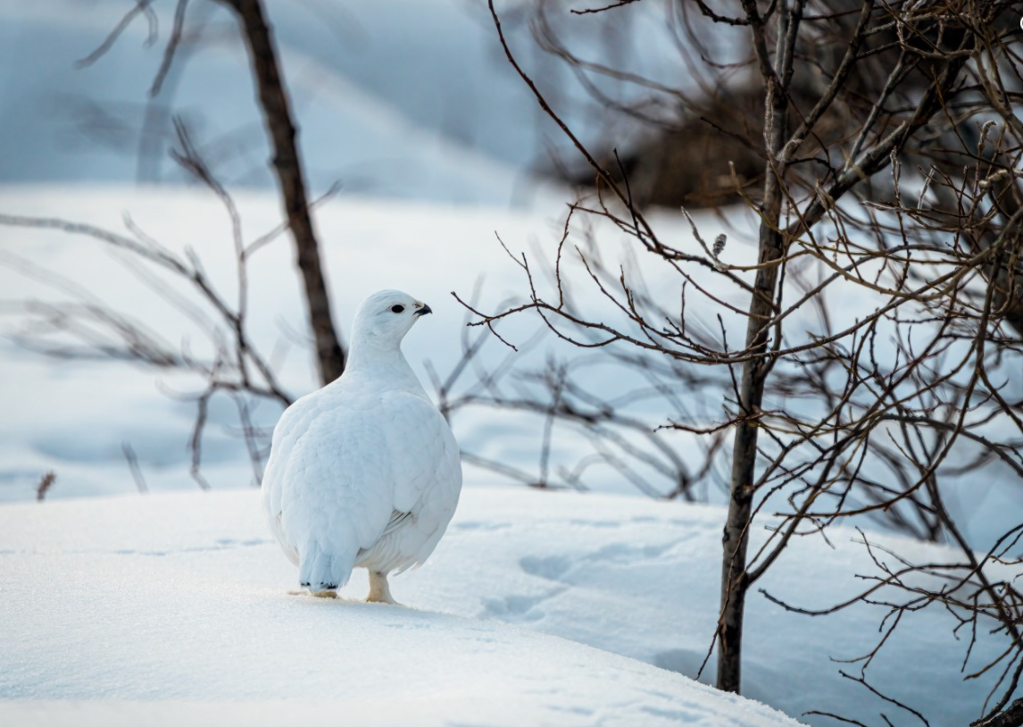 Rock Ptarmigan Winter Plumage Glossy Poster Picture Photo Print Banner  Booma Prints