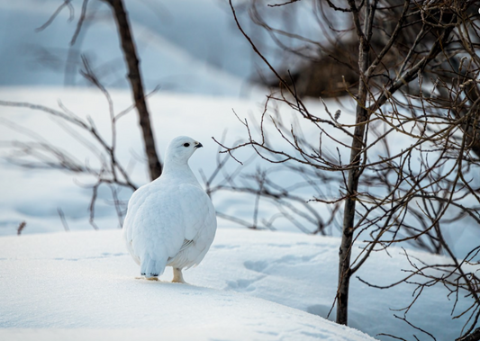 Rock Ptarmigan Winter Plumage Glossy Poster Picture Photo Print Banner  Booma Prints