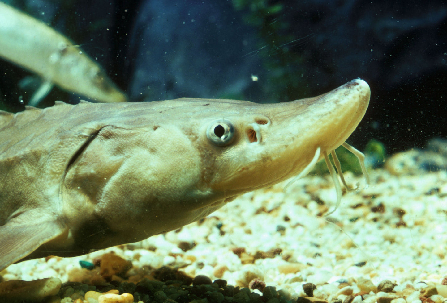Young Lake Sturgeon Glossy Poster Picture Photo Print Banner  Booma Prints