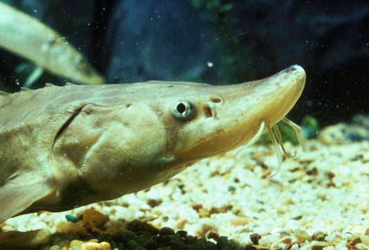 Young Lake Sturgeon Glossy Poster Picture Photo Print Banner  Booma Prints