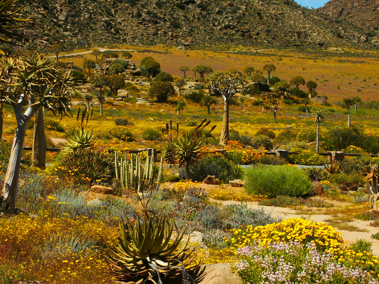 Namaqualand Goepap South Africa Glossy Poster Picture Photo Print Banner  Booma Prints