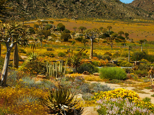 Namaqualand Goepap South Africa Glossy Poster Picture Photo Print Banner  Booma Prints