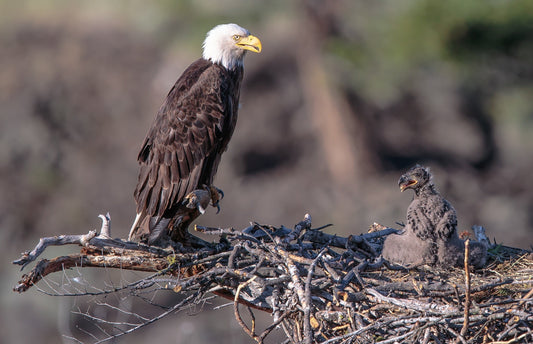 Bald Eagle Eaglet Chick Glossy Poster Picture Photo Print Banner  Booma Prints