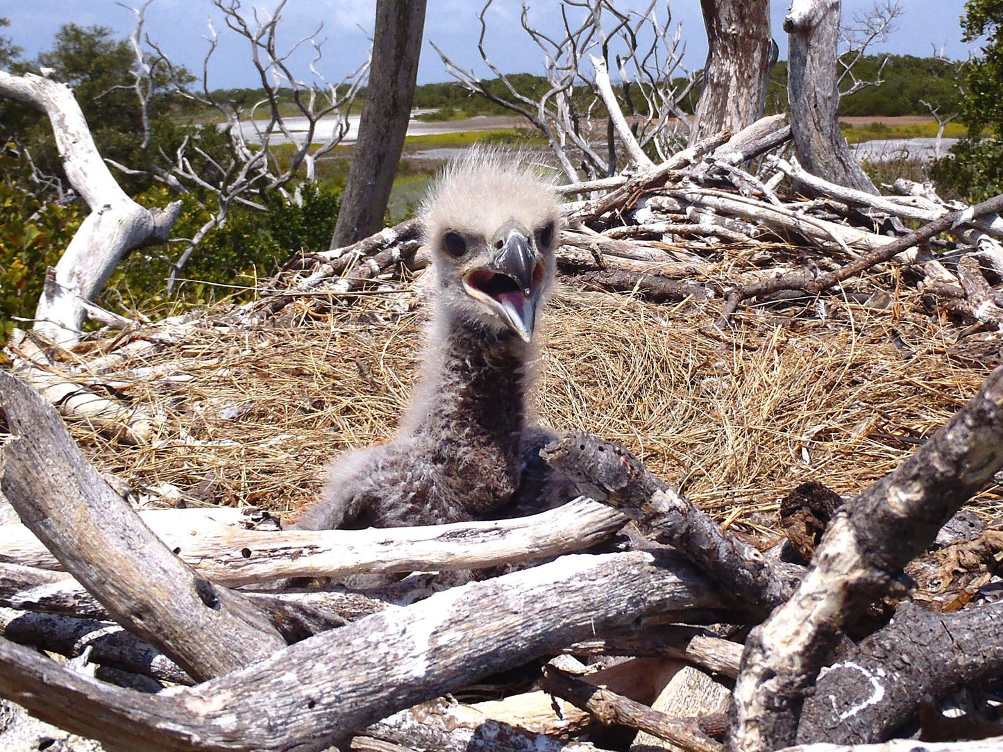 Bald Eagle Eaglet Chick Nest Glossy Poster Picture Photo Print Banner  Booma Prints