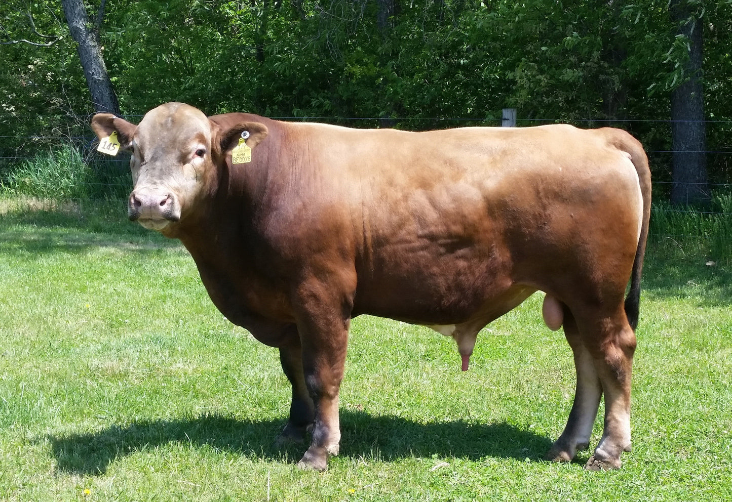 Beefalo Bison Glossy Poster Picture Photo Print Banner  Booma Prints