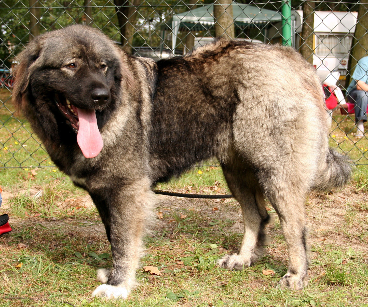 Caucasian Shepherd Dog Glossy Poster Picture Photo Print Banner  Booma Prints