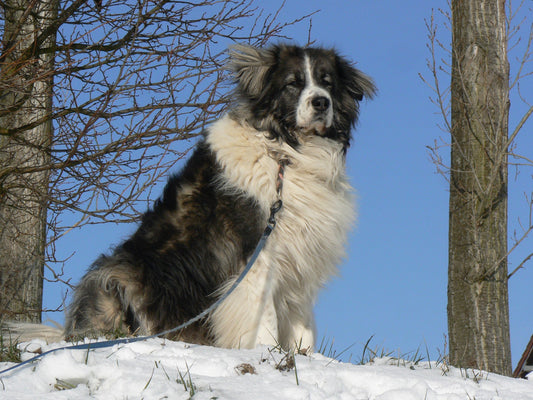 Caucasian Shepherd Dog Snow Glossy Poster Picture Photo Print Banner  Booma Prints