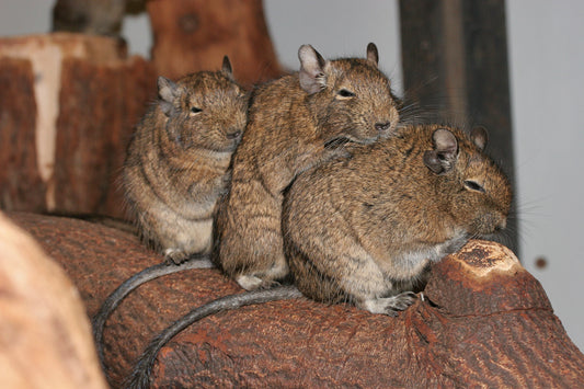 Common Degu Glossy Poster Picture Photo Print Banner  Booma Prints