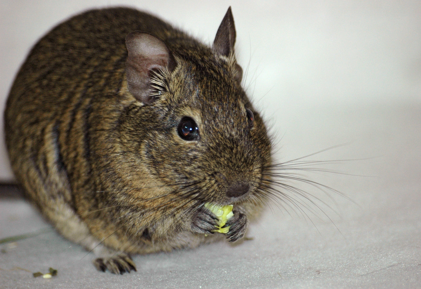 Common Degu Roden Glossy Poster Picture Photo Print Banner  Booma Prints