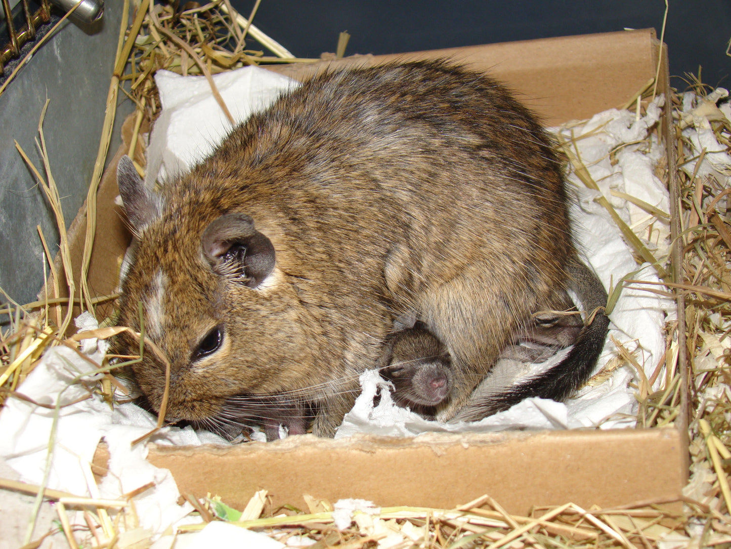 Degu Baby Rodent Glossy Poster Picture Photo Print Banner  Booma Prints