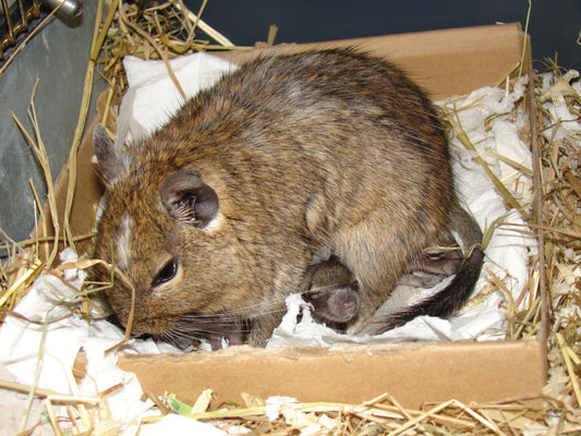Degu Baby Rodent Glossy Poster Picture Photo Print Banner  Booma Prints