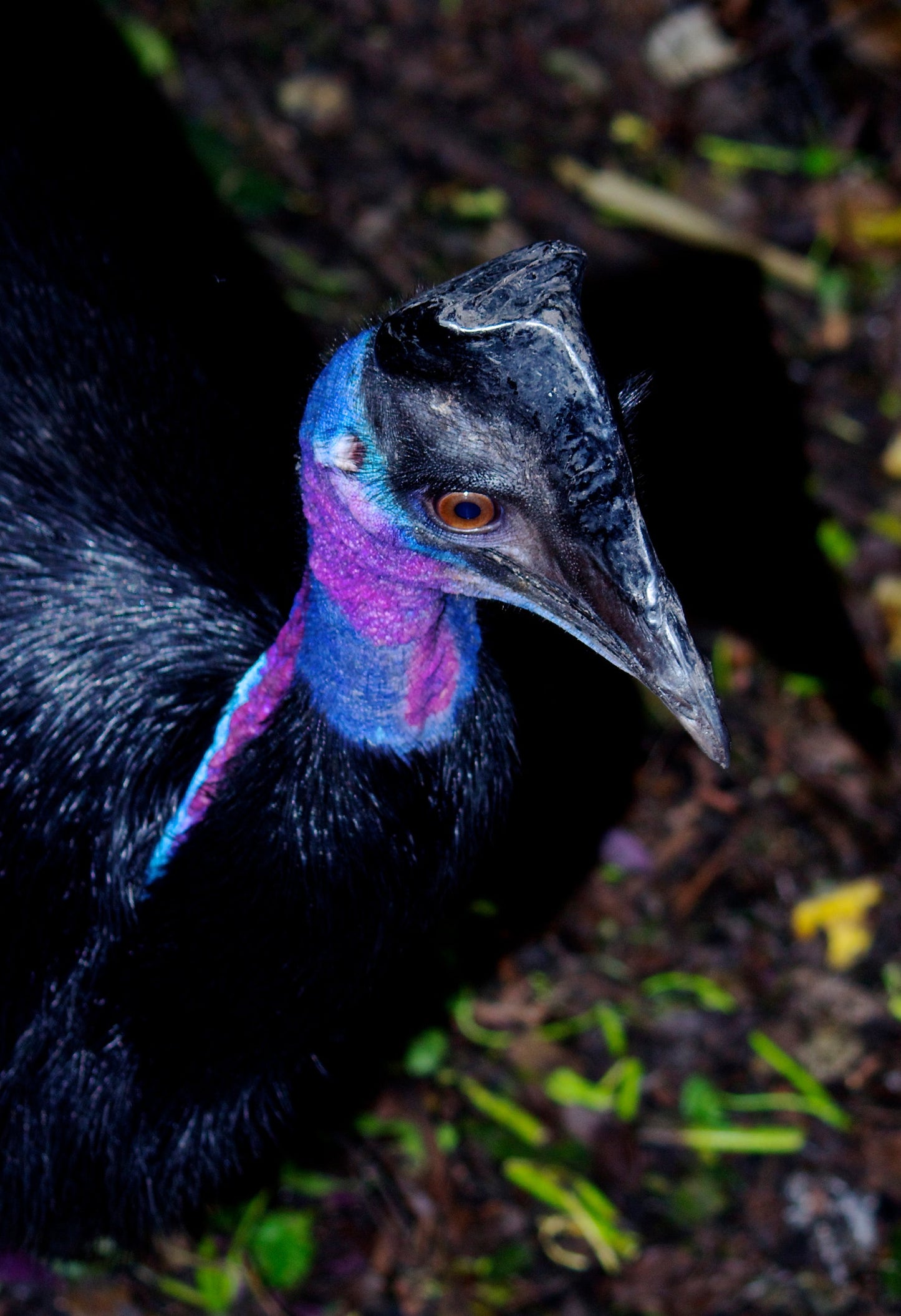 Dward Cassowary Bennett'S Glossy Poster Picture Photo Print Banner  Booma Prints