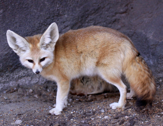 Fennec Fox Glossy Poster Picture Photo Print Banner  Booma Prints