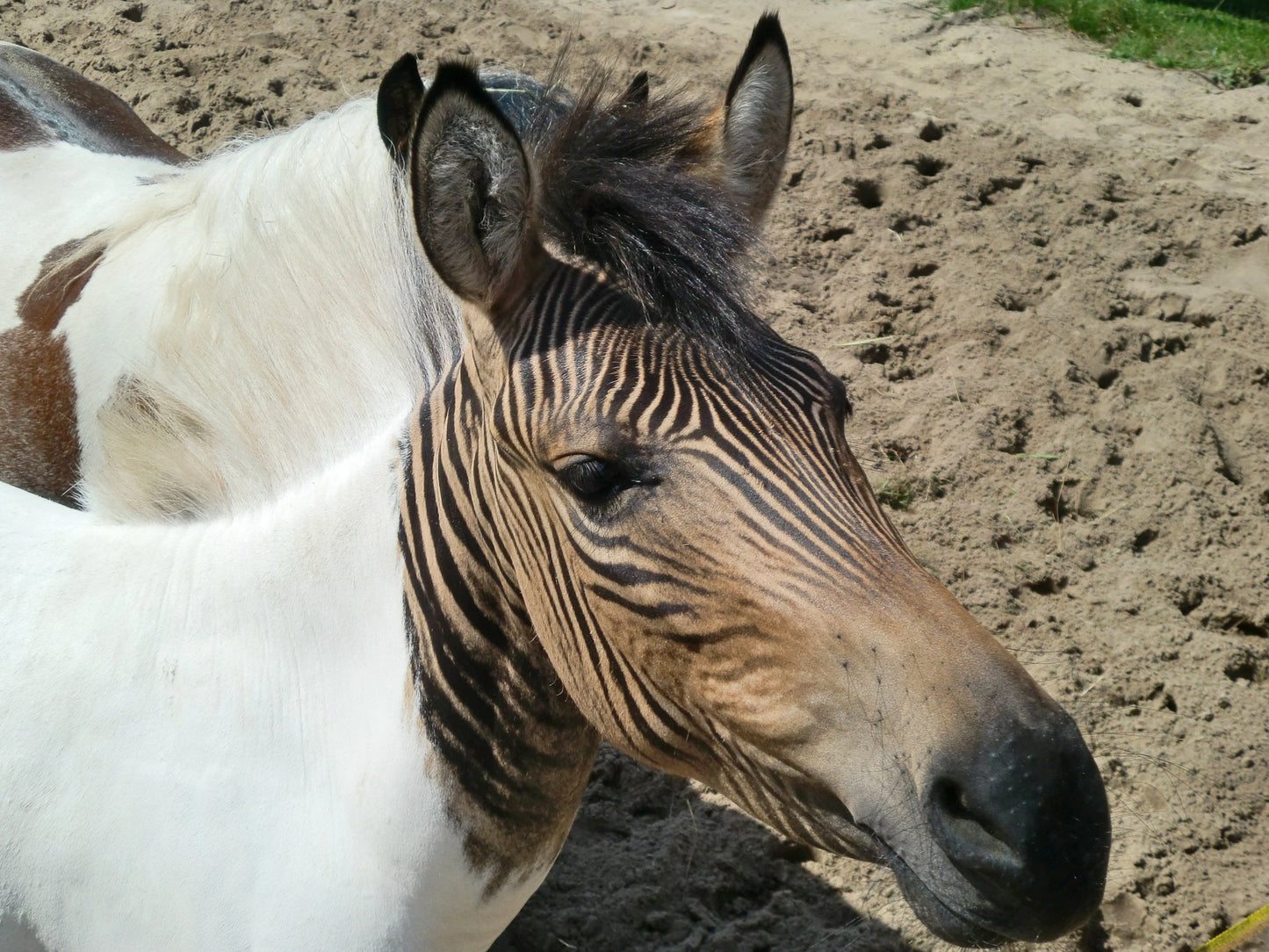 Hebra Horse Zebra Glossy Poster Picture Photo Print Banner  Booma Prints