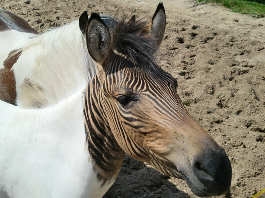 Hebra Horse Zebra Glossy Poster Picture Photo Print Banner  Booma Prints