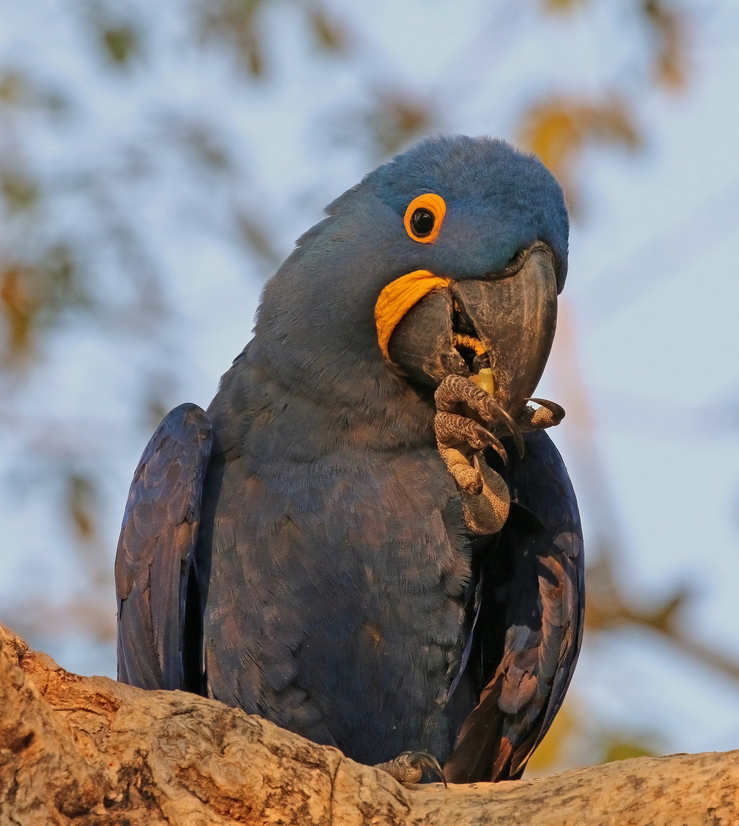 Hyacinth Macaw Glossy Poster Picture Photo Print Banner  Booma Prints