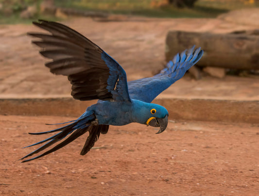 Hyacinth Macaw Flying Glossy Poster Picture Photo Print Banner  Booma Prints