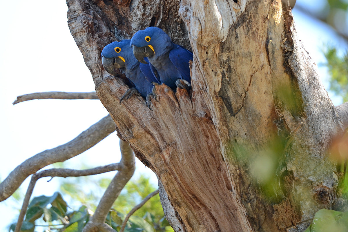 Hyacinth Macaws Tree Glossy Poster Picture Photo Print Banner  Booma Prints