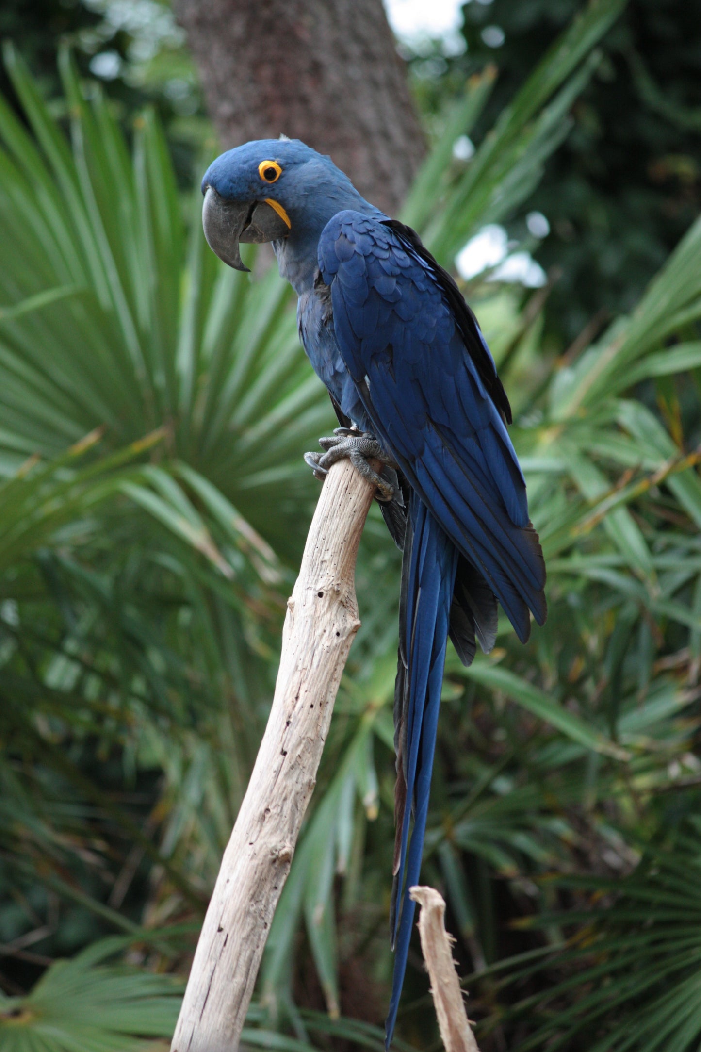 Hyacinth Macaw Parrot Glossy Poster Picture Photo Print Banner  Booma Prints