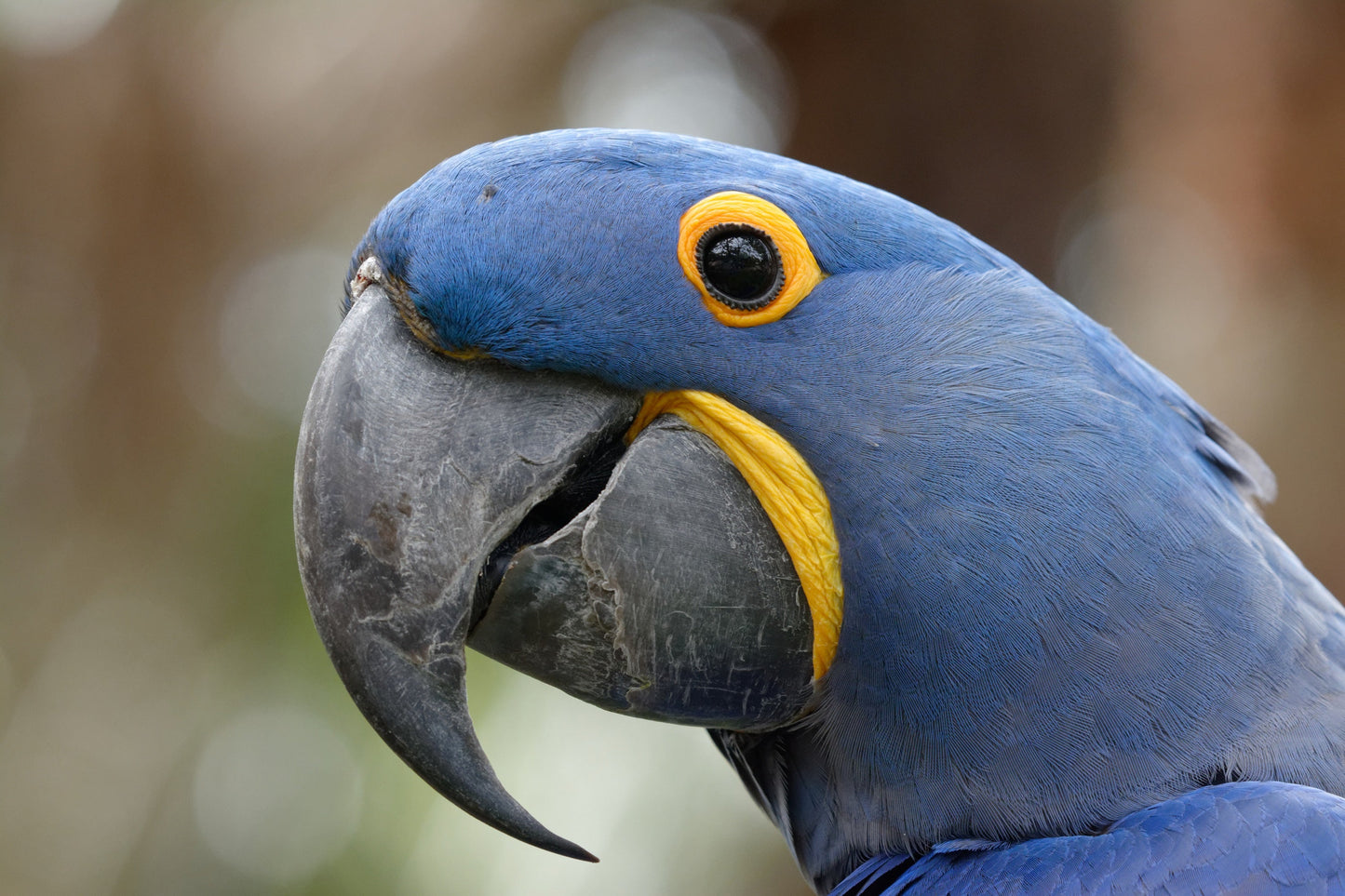 Hyacinth Macaw Parrot Bird Glossy Poster Picture Photo Print Banner  Booma Prints