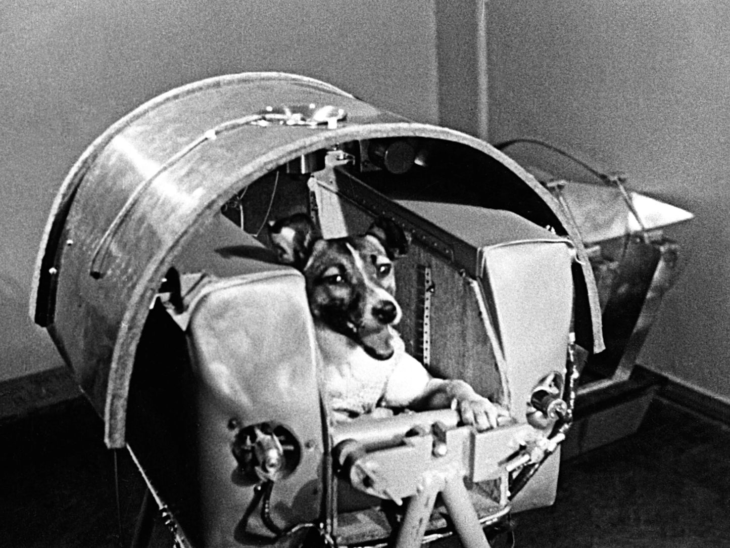 Laika Space Dog France Training Glossy Poster Picture Photo Print Banner  Booma Prints